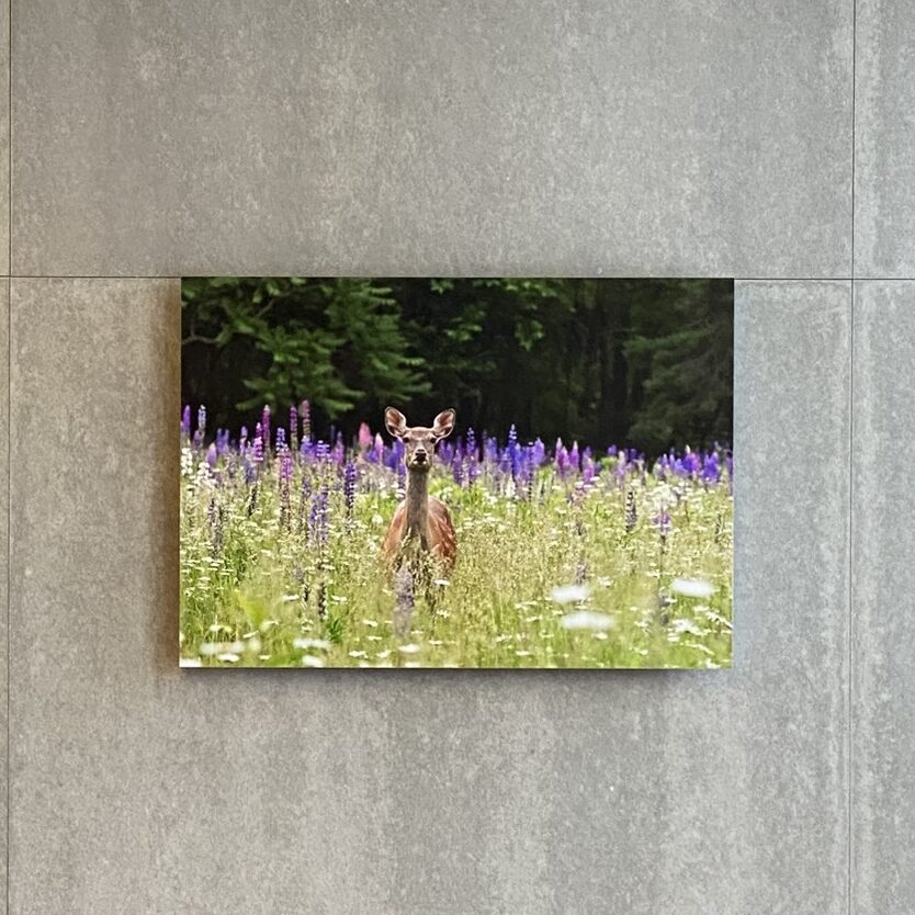 展示イベント「田中香写真展『北の大地を奏でる』」｜2026年3月1日(日)～2026年3月31日(火)